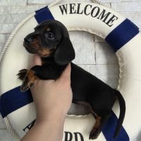 Chiots teckel nain #1