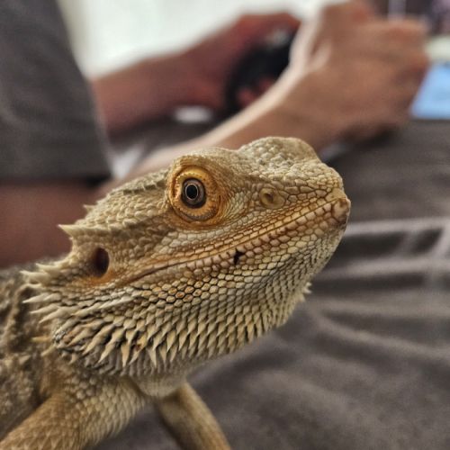Pogona 2 ans mâle #3