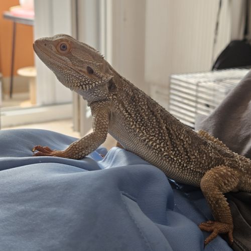 Pogona 2 ans mâle #4