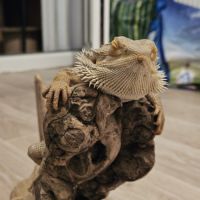 Pogona 2 ans mâle #1