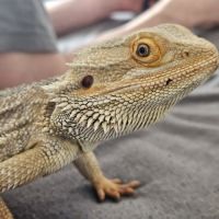 Pogona 2 ans mâle