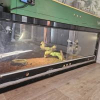 Pogona 2 ans mâle #5