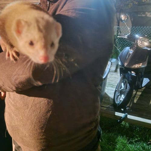 Jeune furet putoisé et champagne