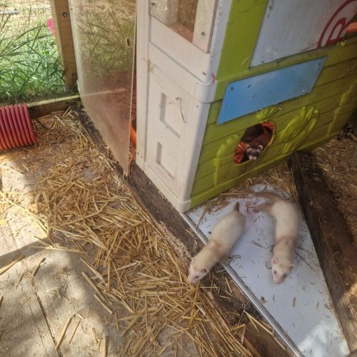 Jeune furet putoisé et champagne #2