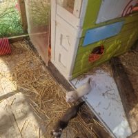 Jeune furet putoisé et champagne #1