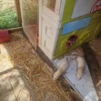 Jeune furet putoisé et champagne #2