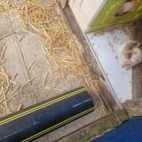 Jeune furet putoisé et champagne #3