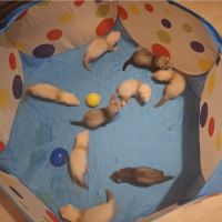 Jeune furet putoisé et champagne