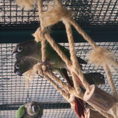 Pyrrhura molinae (à joues vertes) #1