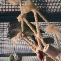 Pyrrhura molinae (à joues vertes) #1