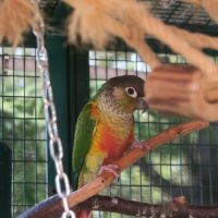 Pyrrhura molinae (à joues vertes)