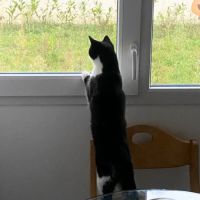 Bella ♀ - séparation difficile #3