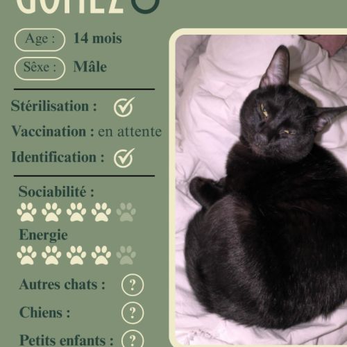 Gomez ♂ - à la recherche d’un nouveau foyer #1