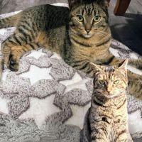 Goumy ♂ - jeune tigré expressif #2