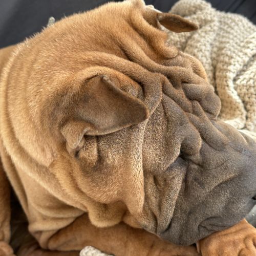 Chien sharpei recherche un maître attentionné #1