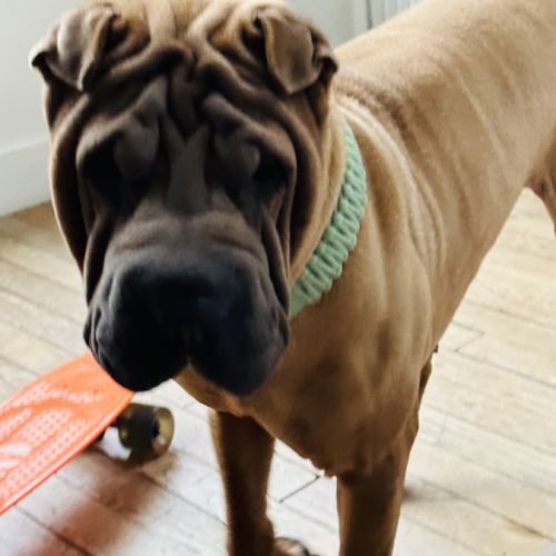 Chien sharpei recherche un maître attentionné #2