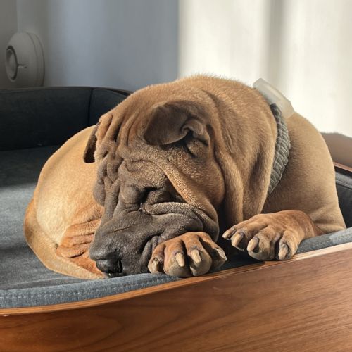 Chien sharpei recherche un maître attentionné #5