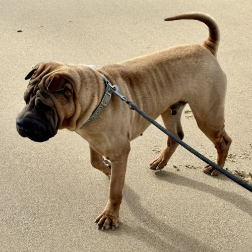 Chien sharpei recherche un maître attentionné #6