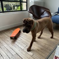 Chien sharpei recherche un maître attentionné #3
