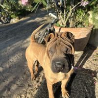 Chien sharpei recherche un maître attentionné #4