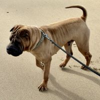 Chien sharpei recherche un maître attentionné #6