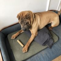 Chien sharpei recherche un maître attentionné
