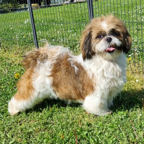 Chiots femelles type shih tzu à vendre #2