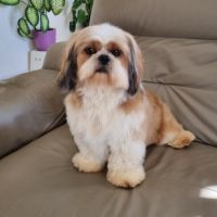 Chiots femelles type shih tzu à vendre #1