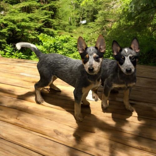 Bouvier australien #1