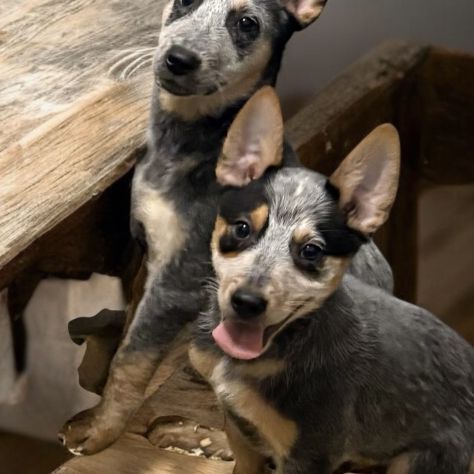 Bouvier australien #0