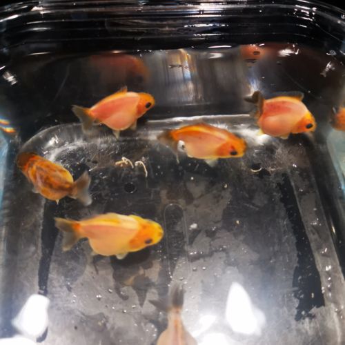 Oranda sakura thailande #1