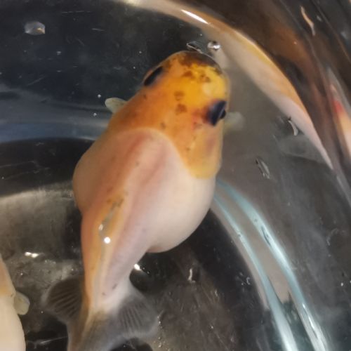 Oranda sakura thailande #3