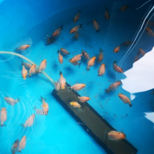 Oranda sakura thailande #4