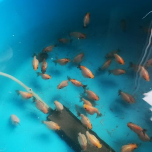 Oranda sakura thailande #5