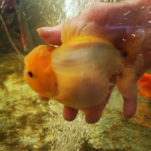 Oranda sakura thailande #6