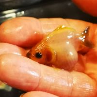 Oranda sakura thailande
