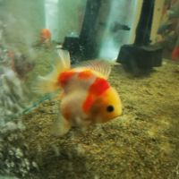 Oranda sakura thailande #7