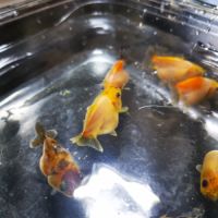 Oranda sakura thailande #8
