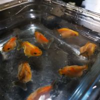 Oranda sakura thailande #9