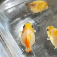 Oranda sakura thailande #10