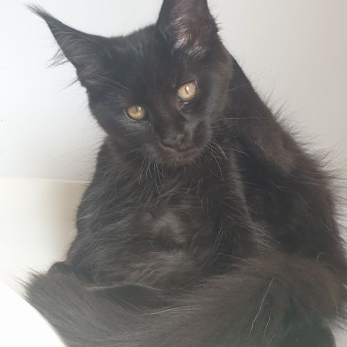 Aston d'amitycoon #1