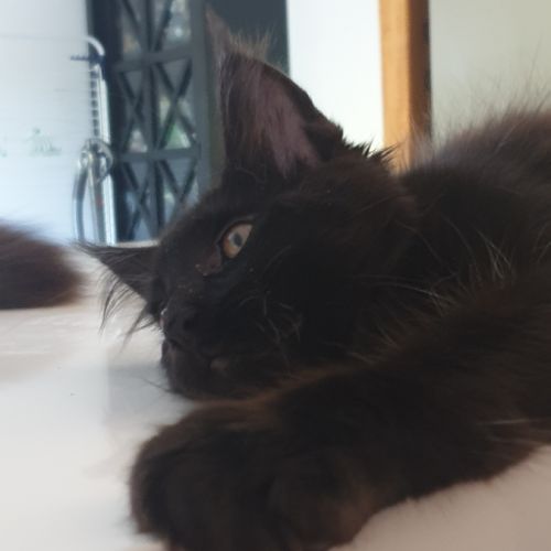 Aston d'amitycoon #2