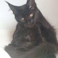 Aston d'amitycoon #1