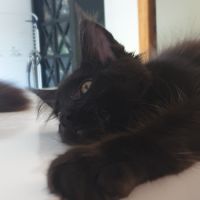 Aston d'amitycoon #2