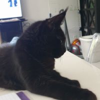 Aston d'amitycoon #4