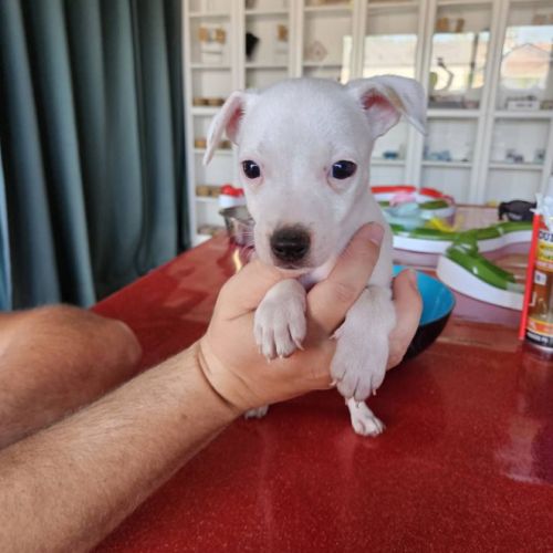 Chiot jack russel terrier