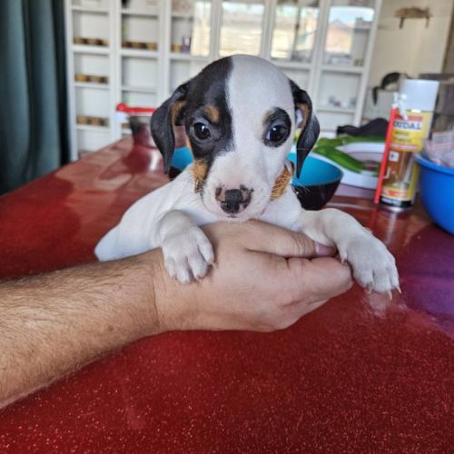 Chiot jack russel terrier #5