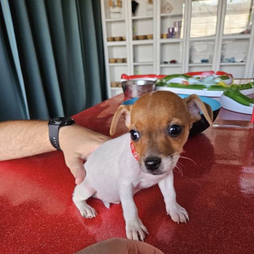 Chiot jack russel terrier #6