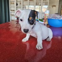 Chiot jack russel terrier #2