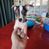 Chiot jack russel terrier #3
